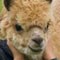 Alpaca60.jpg